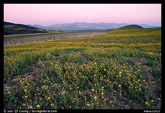 Desert Gold flowers and Panamint Range, Ashford Mill area, sunrise. Death Valley National Park, California, USA.