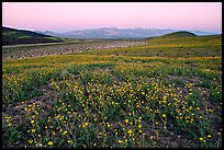 Desert Gold flowers and Panamint Range, Ashford Mill area, sunrise. Death Valley National Park, California, USA.