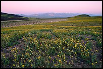 Desert Gold flowers and Panamint Range, Ashford Mill area, sunrise. Death Valley National Park ( color)