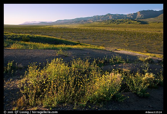 Desert Gold and Owlshead Mountains, Ashford Mill area, early morning. Death Valley National Park, California, USA.