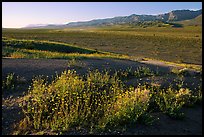 Desert Gold and Owlshead Mountains, Ashford Mill area, early morning. Death Valley National Park ( color)