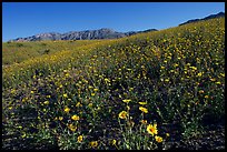 Slopes covered by thick Desert Gold flowers and mountains, Ashford Mill area, early morning. Death Valley National Park, California, USA. (color)