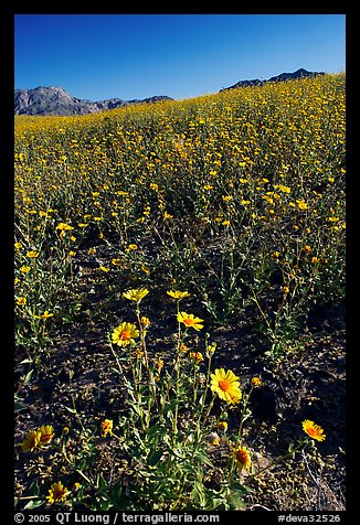 Slopes covered by thick Desert Gold and mountains, Ashford Mill area, early morning. Death Valley National Park, California, USA.