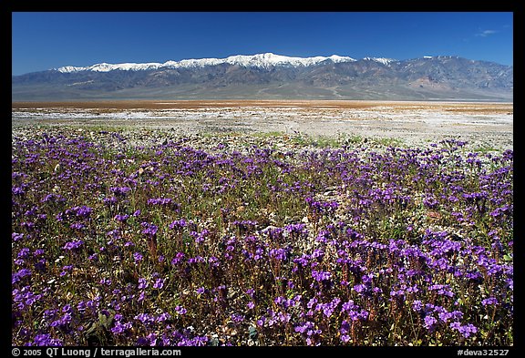 Purple Phacelia and Panamint Range, morning. Death Valley National Park (color)
