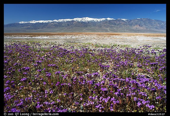 Purple Phacelia and Panamint Range, morning. Death Valley National Park, California, USA.