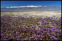 Purple Phacelia and Panamint Range, morning. Death Valley National Park, California, USA.