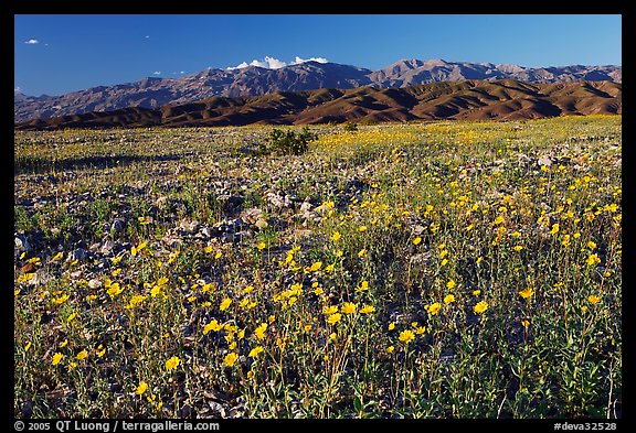 Desert Gold and badlands, afternoon. Death Valley National Park, California, USA.