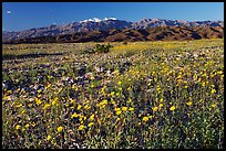 Desert Gold and badlands, afternoon. Death Valley National Park, California, USA.