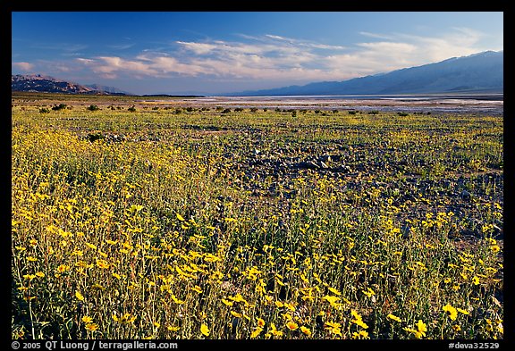 Valley and rare desert blooms, late afternoon. Death Valley National Park (color)