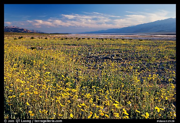 Valley and rare desert blooms, late afternoon. Death Valley National Park, California, USA.