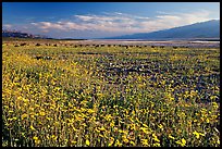 Valley and rare desert blooms, late afternoon. Death Valley National Park, California, USA.