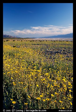 Valley and rare carpet of Desert Gold wildflowers, late afternoon. Death Valley National Park, California, USA.