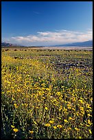 Valley and rare carpet of Desert Gold wildflowers, late afternoon. Death Valley National Park, California, USA.