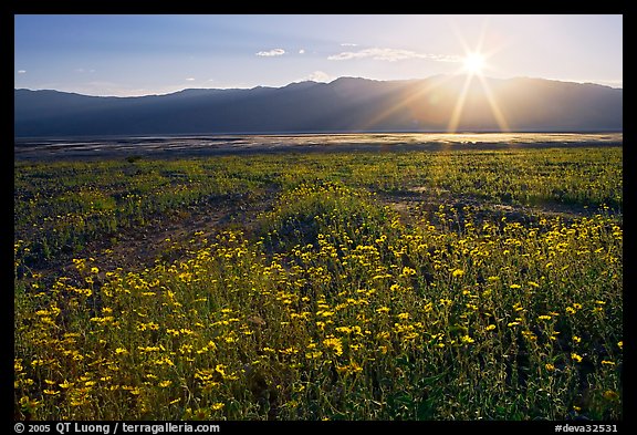 Desert wildflowers and sun, late afternoon. Death Valley National Park, California, USA.