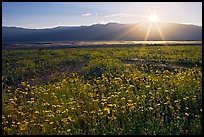 Desert wildflowers and sun, late afternoon. Death Valley National Park, California, USA. (color)