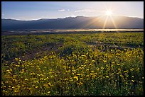 Desert wildflowers and sun, late afternoon. Death Valley National Park, California, USA.