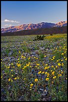 Desert blooms and distant mountains, sunset. Death Valley National Park, California, USA.