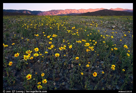 Desert Gold flowers and mountains, sunset. Death Valley National Park (color)