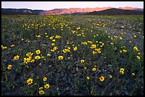 Desert Gold flowers and mountains, sunset. Death Valley National Park, California, USA.
