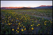 Rare desert wildflower bloom and mountains, sunset. Death Valley National Park ( color)