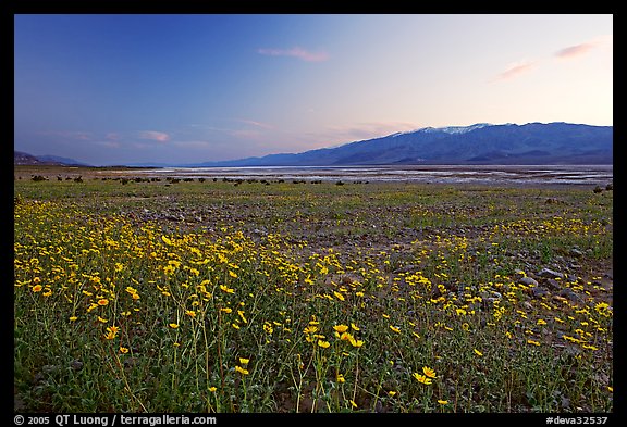 Valley and Desert Gold wildflowers, sunset. Death Valley National Park, California, USA.