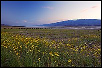 Valley and Desert Gold wildflowers, sunset. Death Valley National Park, California, USA. (color)