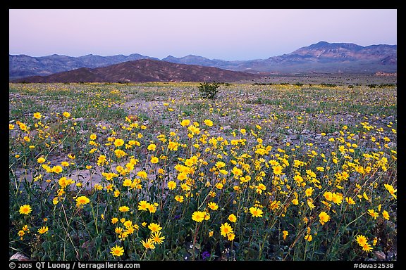 Yellow wildflowers and mountains, dusk. Death Valley National Park, California, USA.