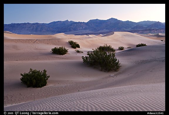 Mesquite bushes and sand dunes, dawn. Death Valley National Park, California, USA.