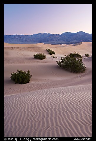 Ripples, mesquite on sand dunes, dawn. Death Valley National Park, California, USA.