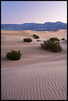 Ripples, mesquite on sand dunes, dawn. Death Valley National Park, California, USA. (color)