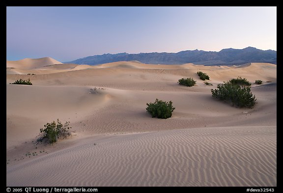 Sand dunes and mesquite bushes, dawn. Death Valley National Park, California, USA.