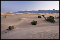 Sand dunes and mesquite bushes, dawn. Death Valley National Park, California, USA. (color)