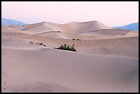 Mesquite sand dunes at dawn. Death Valley National Park, California, USA. (color)