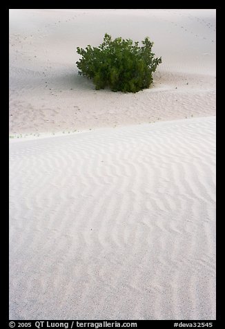 Mesquite bush and sand ripples, dawn. Death Valley National Park, California, USA.