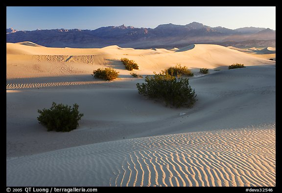 Sand dunes and mesquite bushes, sunrise. Death Valley National Park, California, USA.