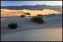 Sand dunes and mesquite bushes, sunrise. Death Valley National Park, California, USA.