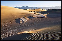 Depression in dunes with sand ripples, Mesquite Sand Dunes, early morning. Death Valley National Park ( color)