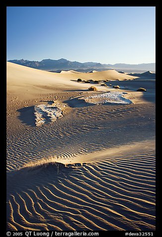 Depression in dunes with sand ripples, Mesquite Sand Dunes, early morning. Death Valley National Park (color)