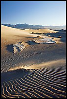 Depression in dunes with sand ripples, Mesquite Sand Dunes, early morning. Death Valley National Park ( color)