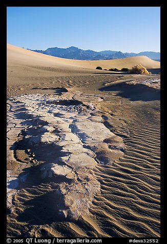 Picture/Photo: Cracked mud and sand ripples, Mesquite Sand Dunes, early ...