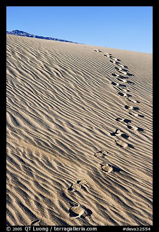 Footprints in the sand. Death Valley National Park (color)