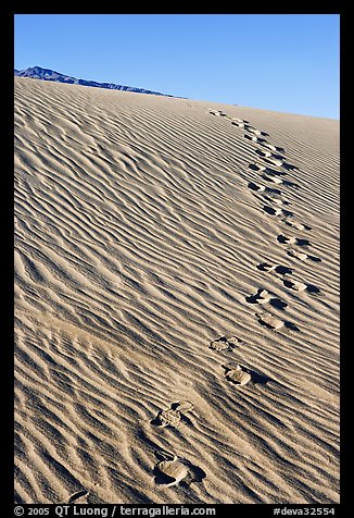 Footprints in the sand. Death Valley National Park, California, USA.