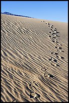 Footprints in the sand. Death Valley National Park, California, USA. (color)