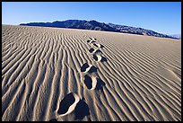 Footprints in the sand leading towards mountain. Death Valley National Park, California, USA.