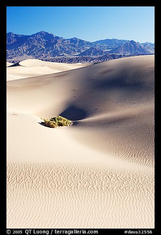 Depression in sand dunes, morning. Death Valley National Park, California, USA.