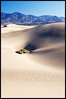 Depression in sand dunes, morning. Death Valley National Park, California, USA.