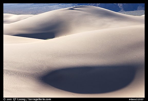 Sensuous forms, Mesquite Sand Dunes, morning. Death Valley National Park, California, USA.