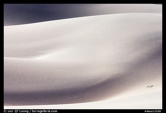 Sensuous forms, Mesquite Sand Dunes, morning. Death Valley National Park (color)