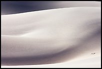 Sensuous forms, Mesquite Sand Dunes, morning. Death Valley National Park, California, USA. (color)