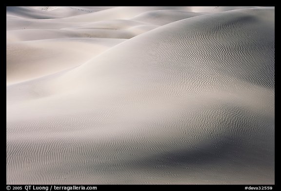 Sensuous forms in the sand, Mesquite Dunes, morning. Death Valley National Park, California, USA.